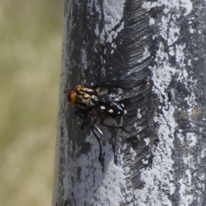 Tachinidae (family) at Cook, ACT - 24 Dec 2018 10:20 AM