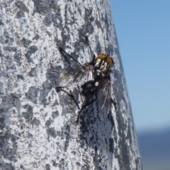 Tachinidae (family) at Cook, ACT - 24 Dec 2018 10:20 AM