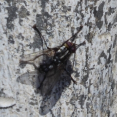 Tachinidae (family) at Cook, ACT - 24 Dec 2018 10:20 AM