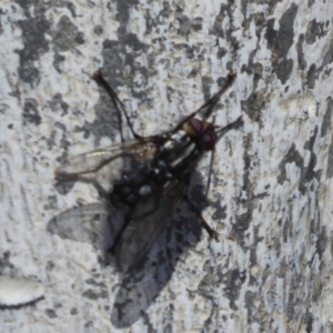 Tachinidae (family) at Cook, ACT - 24 Dec 2018 10:20 AM