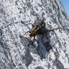 Tachinidae (family) at Cook, ACT - 24 Dec 2018 10:20 AM