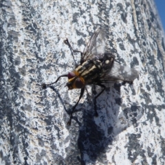 Tachinidae (family) at Cook, ACT - 24 Dec 2018