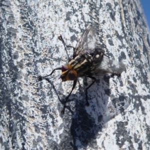 Tachinidae (family) at Cook, ACT - 24 Dec 2018 10:20 AM