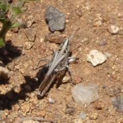 Austroicetes sp. (genus) (A grasshopper) at Mount Painter - 23 Dec 2018 by Christine