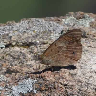 Heteronympha merope (Common Brown Butterfly) at Cook, ACT - 24 Dec 2018 by Christine