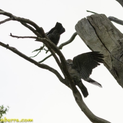 Callocephalon fimbriatum (Gang-gang Cockatoo) at Hughes, ACT - 18 Dec 2018 by JonSteinbeck