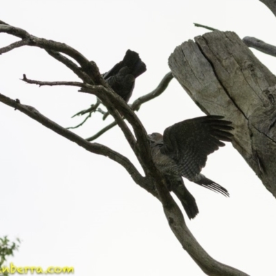 Callocephalon fimbriatum (Gang-gang Cockatoo) at Hughes, ACT - 18 Dec 2018 by BIrdsinCanberra