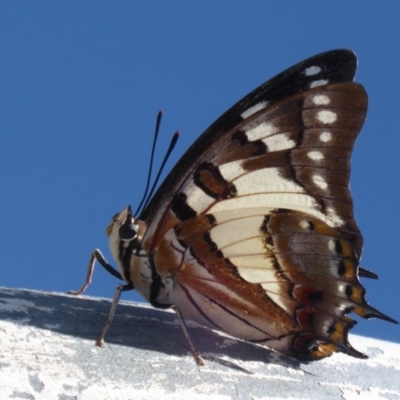 Charaxes sempronius (Tailed Emperor) at Cook, ACT - 24 Dec 2018 by Christine