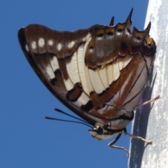 Charaxes sempronius at Cook, ACT - 24 Dec 2018 09:37 AM