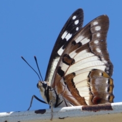 Charaxes sempronius at Cook, ACT - 24 Dec 2018 09:37 AM