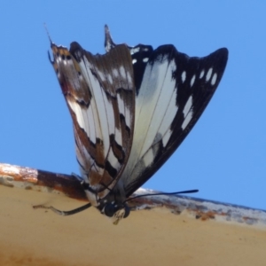 Charaxes sempronius at Cook, ACT - 24 Dec 2018 09:37 AM