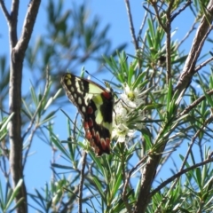 Delias aganippe (Spotted Jezebel) at Stromlo, ACT - 23 Dec 2018 by KumikoCallaway