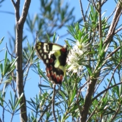 Delias aganippe at Stromlo, ACT - 24 Dec 2018