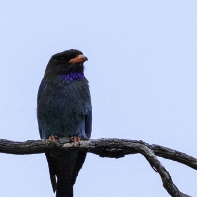 Eurystomus orientalis (Dollarbird) at Hughes, ACT - 18 Dec 2018 by BIrdsinCanberra