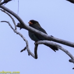 Eurystomus orientalis at Hughes, ACT - 18 Dec 2018