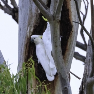 Cacatua galerita at Red Hill, ACT - 18 Dec 2018