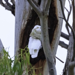 Cacatua galerita at Red Hill, ACT - 18 Dec 2018