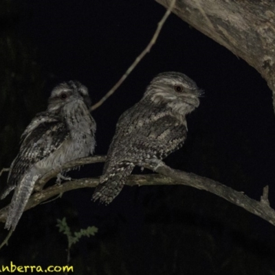 Podargus strigoides (Tawny Frogmouth) at Red Hill, ACT - 18 Dec 2018 by JonSteinbeck