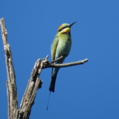 Merops ornatus (Rainbow Bee-eater) at Stony Creek - 23 Dec 2018 by KumikoCallaway