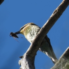 Merops ornatus at Stromlo, ACT - 24 Dec 2018