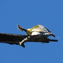 Merops ornatus at Stromlo, ACT - 24 Dec 2018