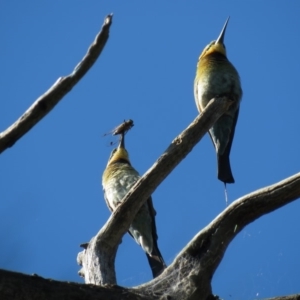 Merops ornatus at Stromlo, ACT - 24 Dec 2018