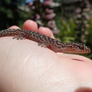 Christinus marmoratus at Spence, ACT - 25 Dec 2018 09:34 AM