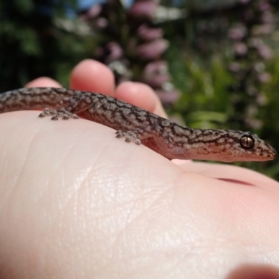 Christinus marmoratus (Southern Marbled Gecko) at Spence, ACT - 25 Dec 2018 by Laserchemisty