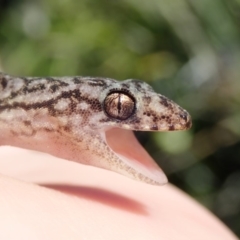 Christinus marmoratus at Spence, ACT - 25 Dec 2018 09:34 AM