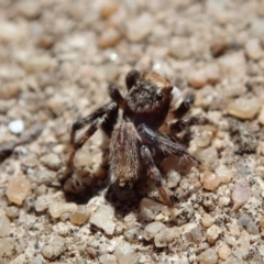 Maratus griseus at Spence, ACT - 23 Dec 2018 09:15 AM