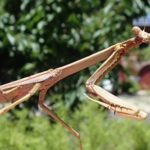 Archimantis sp. (genus) at Spence, ACT - 24 Dec 2018