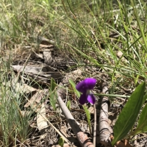 Viola betonicifolia at Rendezvous Creek, ACT - 23 Dec 2018