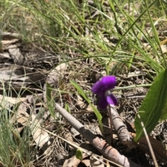 Viola betonicifolia at Rendezvous Creek, ACT - 23 Dec 2018 11:34 AM