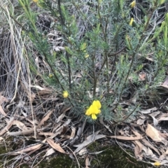 Gompholobium huegelii (pale wedge–pea) at Mount Ainslie - 22 Dec 2018 by JasonC