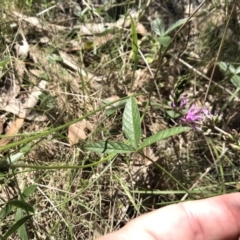 Cullen microcephalum (Dusky Scurf-pea) at Rendezvous Creek, ACT - 23 Dec 2018 by JasonC