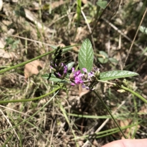 Cullen microcephalum at Rendezvous Creek, ACT - 23 Dec 2018