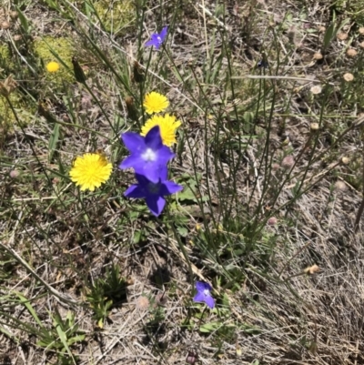 Wahlenbergia gloriosa (Royal Bluebell) at Rendezvous Creek, ACT - 23 Dec 2018 by JasonC