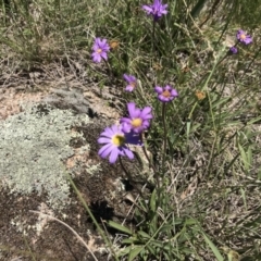 Calotis scabiosifolia var. integrifolia (Rough Burr-daisy) at Rendezvous Creek, ACT - 23 Dec 2018 by JasonC