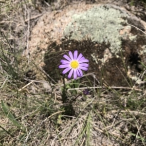 Calotis scabiosifolia var. integrifolia at Rendezvous Creek, ACT - 23 Dec 2018