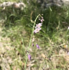 Arthropodium fimbriatum (Nodding Chocolate Lily) at Rendezvous Creek, ACT - 23 Dec 2018 by JasonC