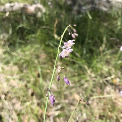 Arthropodium fimbriatum (Nodding Chocolate Lily) at Rendezvous Creek, ACT - 23 Dec 2018 by JasonC