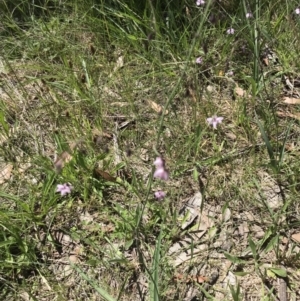 Arthropodium fimbriatum at Rendezvous Creek, ACT - 23 Dec 2018