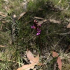 Stylidium (genus) (Trigger Plant) at Rendezvous Creek, ACT - 23 Dec 2018 by JasonC