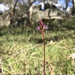 Stylidium sp. at Rendezvous Creek, ACT - 23 Dec 2018 01:22 PM