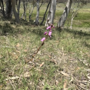 Stylidium sp. at Rendezvous Creek, ACT - 23 Dec 2018 01:22 PM