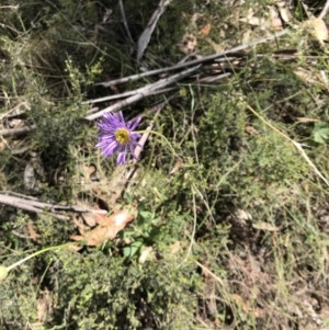 Brachyscome spathulata at Rendezvous Creek, ACT - 23 Dec 2018 11:31 AM