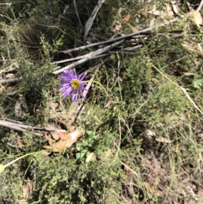 Brachyscome spathulata (Coarse Daisy, Spoon-leaved Daisy) at Rendezvous Creek, ACT - 23 Dec 2018 by JasonC