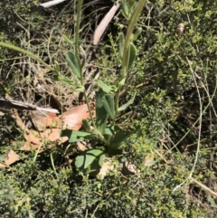 Brachyscome spathulata at Rendezvous Creek, ACT - 23 Dec 2018