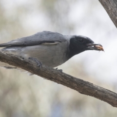 Coracina novaehollandiae (Black-faced Cuckooshrike) at Bruce, ACT - 22 Dec 2018 by Alison Milton