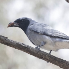 Coracina novaehollandiae at Bruce, ACT - 22 Dec 2018